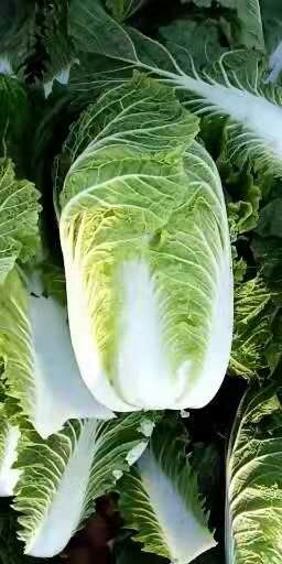 山东黄心白菜大量上市现货供应中质量好价格便宜全国各地直
