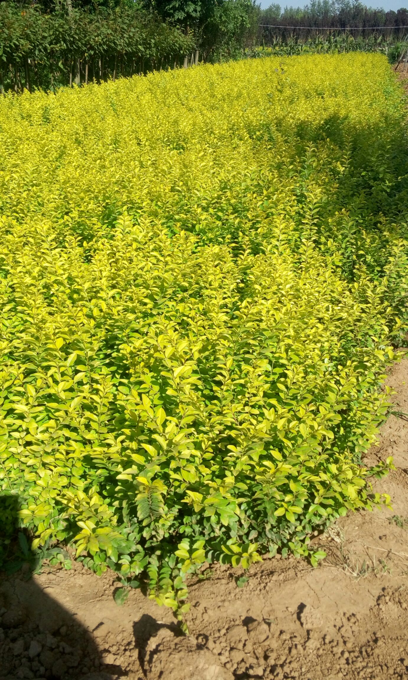 金叶女贞 大田苗苗圃自产自销两年小苗优质确保质量色块苗诚信经营