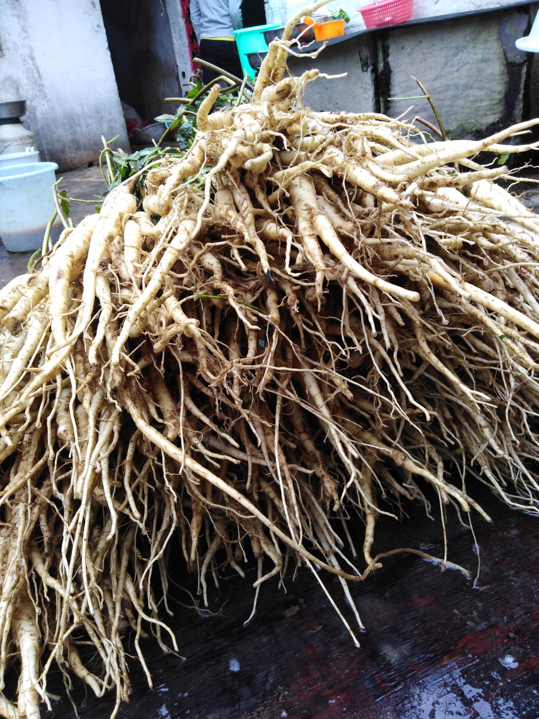 林下参人参 全须生晒参