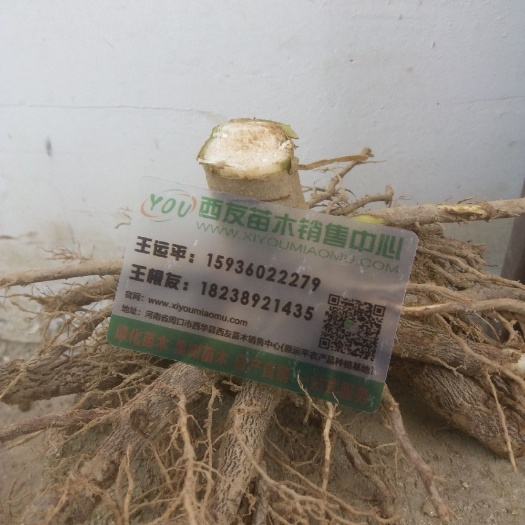 西华县泡桐 2.5~3米