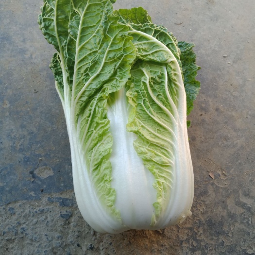 宜城市黄心大白菜