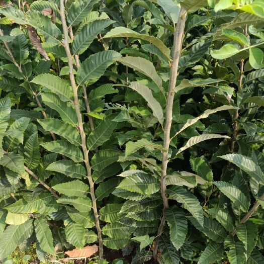 泰安泰山板栗苗 嫁接苗 1~1.5米