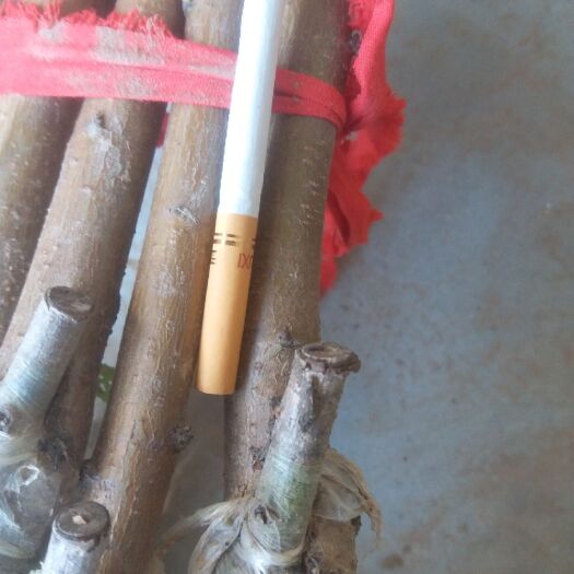 西华县嫁接桃树苗 1~1.5米 