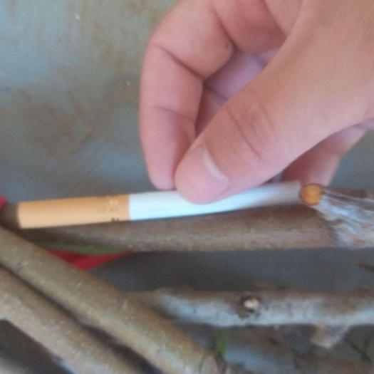西华县突围桃苗 1~1.5米