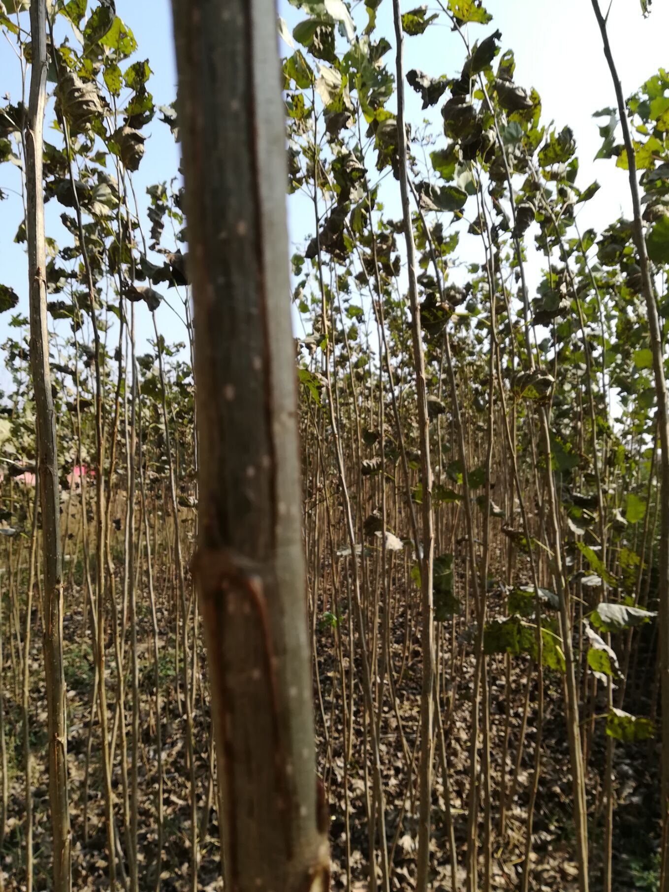 无絮杨3804 新品种速生无飞絮杨树苗 大量热销中 全国可种植