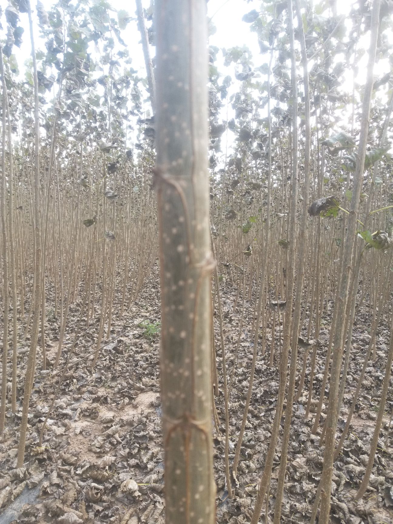 速生小城黑  杨树苗 小黑快杨树苗