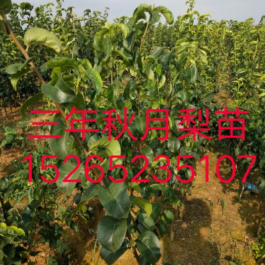 秋月梨树苗 1.5~2米