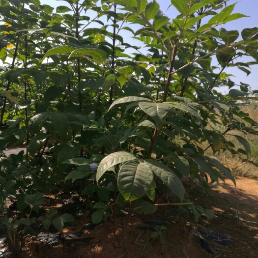 樟树市吴茱萸