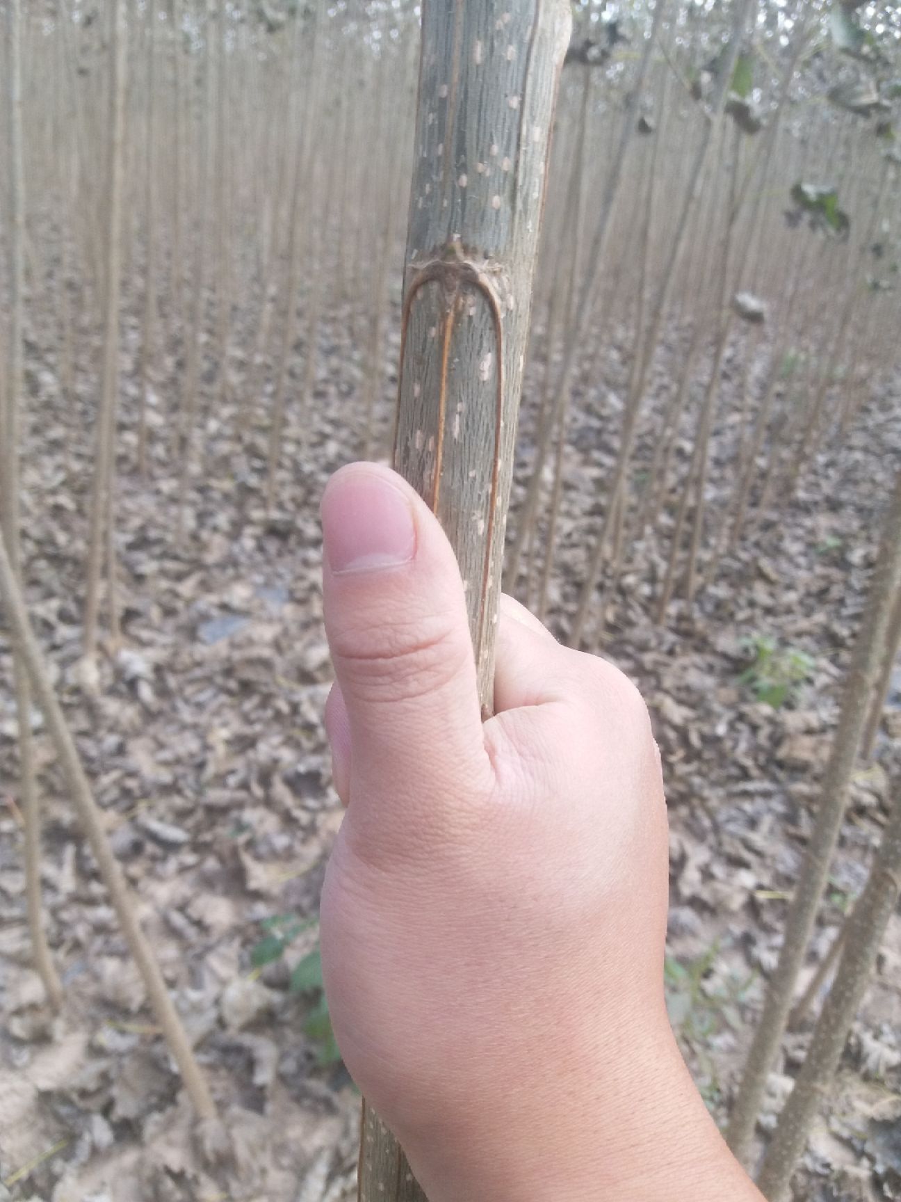 速生小城黑  杨树苗 小黑快杨树苗