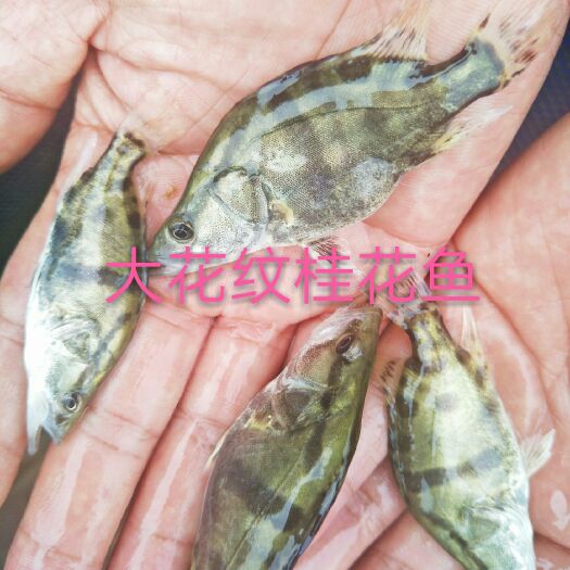 四会市鳜鱼苗   大花纹桂鱼苗（抗病力强，生长速度快，成活率高）