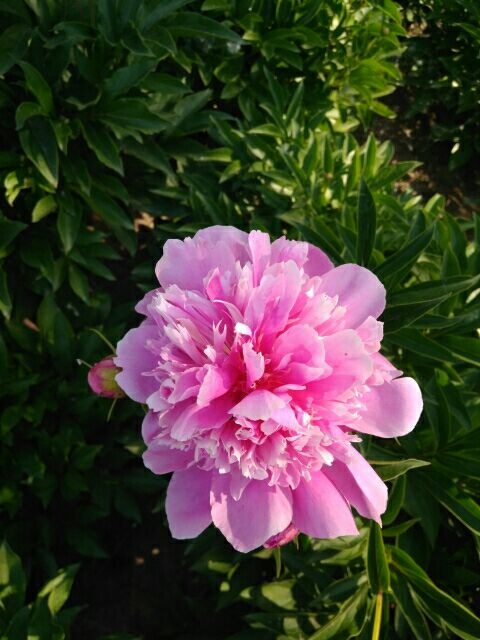 菏泽 千层观赏芍药