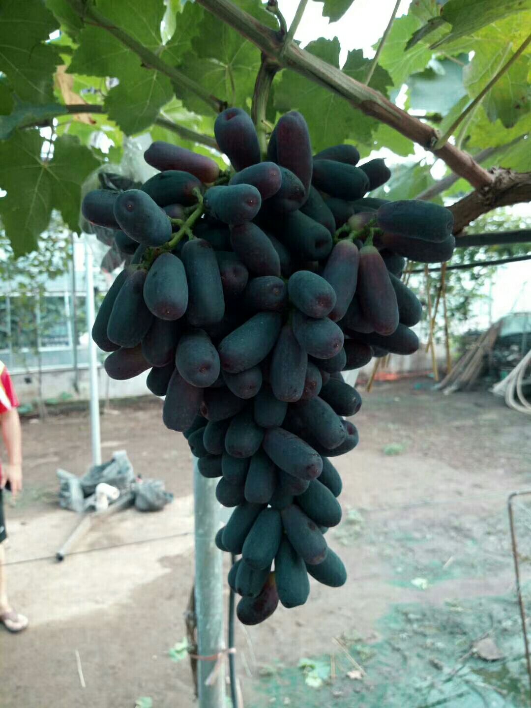 蓝宝石葡萄苗 