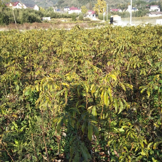 杭州临安山核桃苗