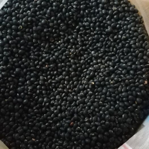 歙县小黑豆土种预售自农家品味乡村五谷杂粮农产品农村土货