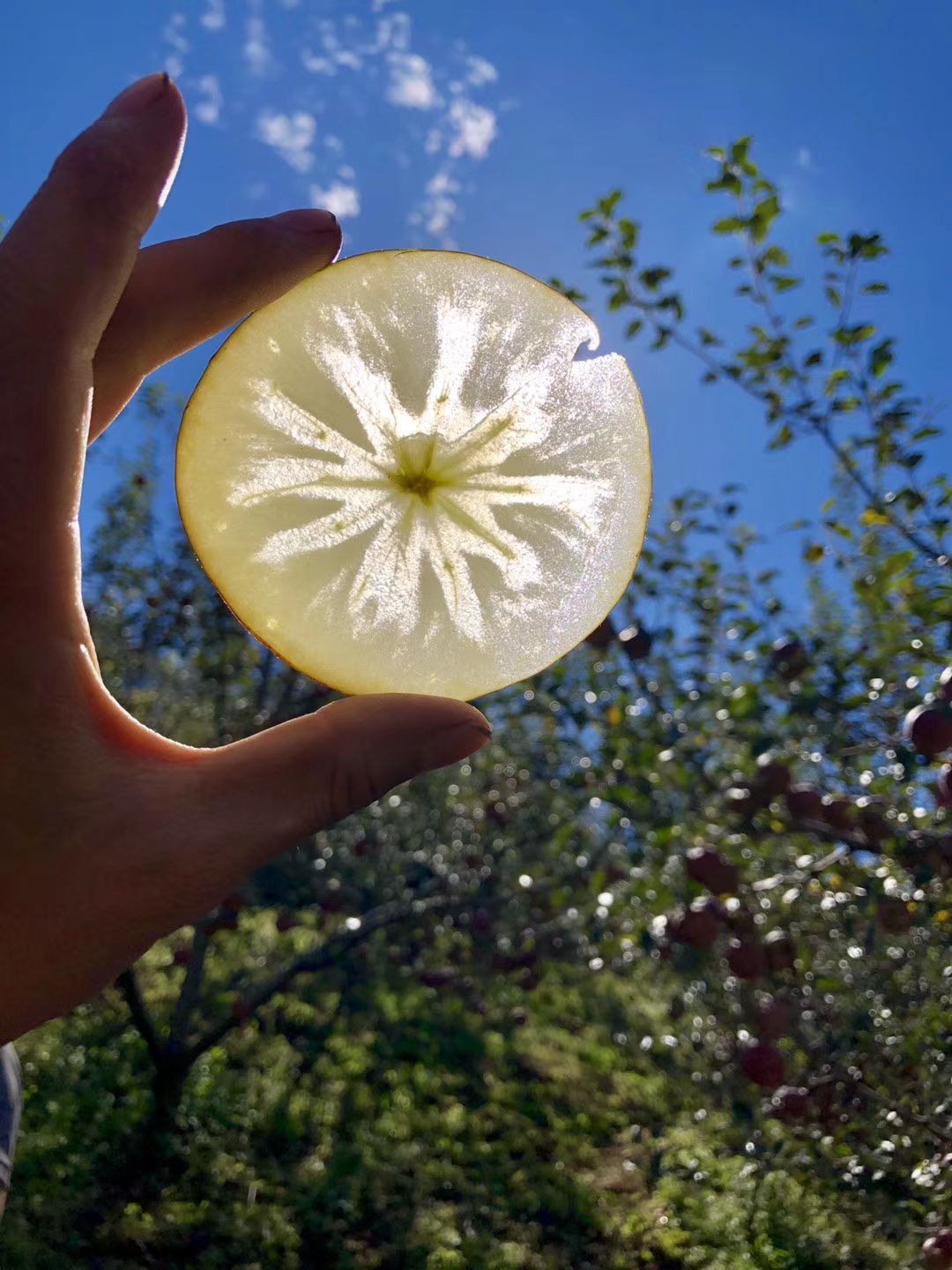 冰糖心苹果 光果 全红 70mm以上