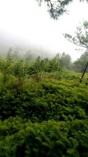 富源县杉木树苗 山地杉木苗，根系好成活率高，有需要大批量的老板联系了