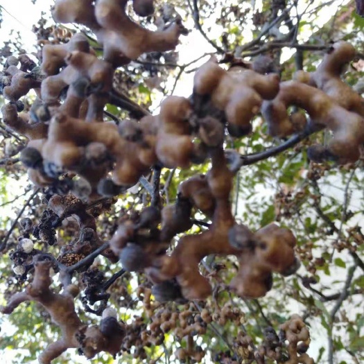 石泉县拐枣苗
