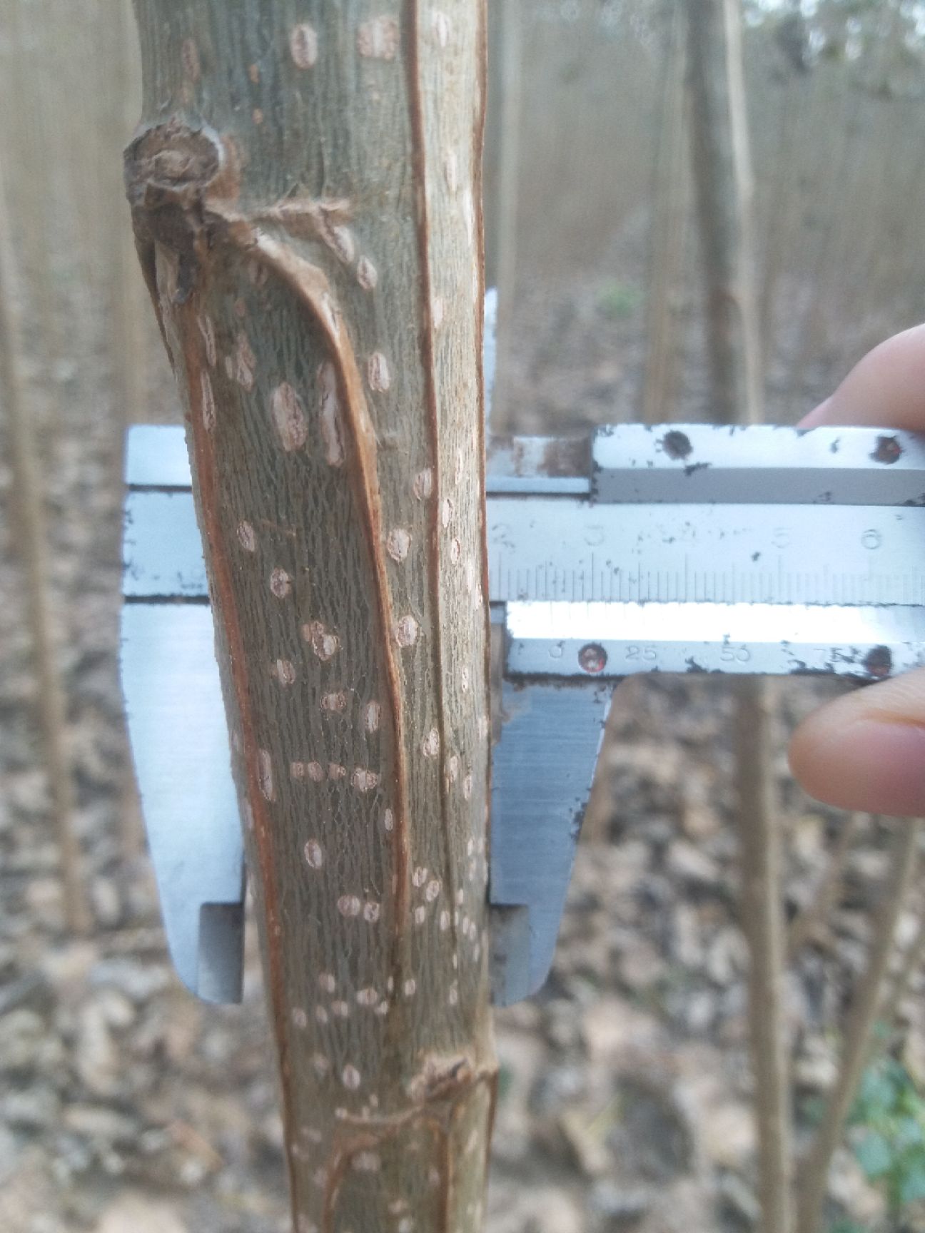 速生小城黑  杨树苗 小黑快杨树苗