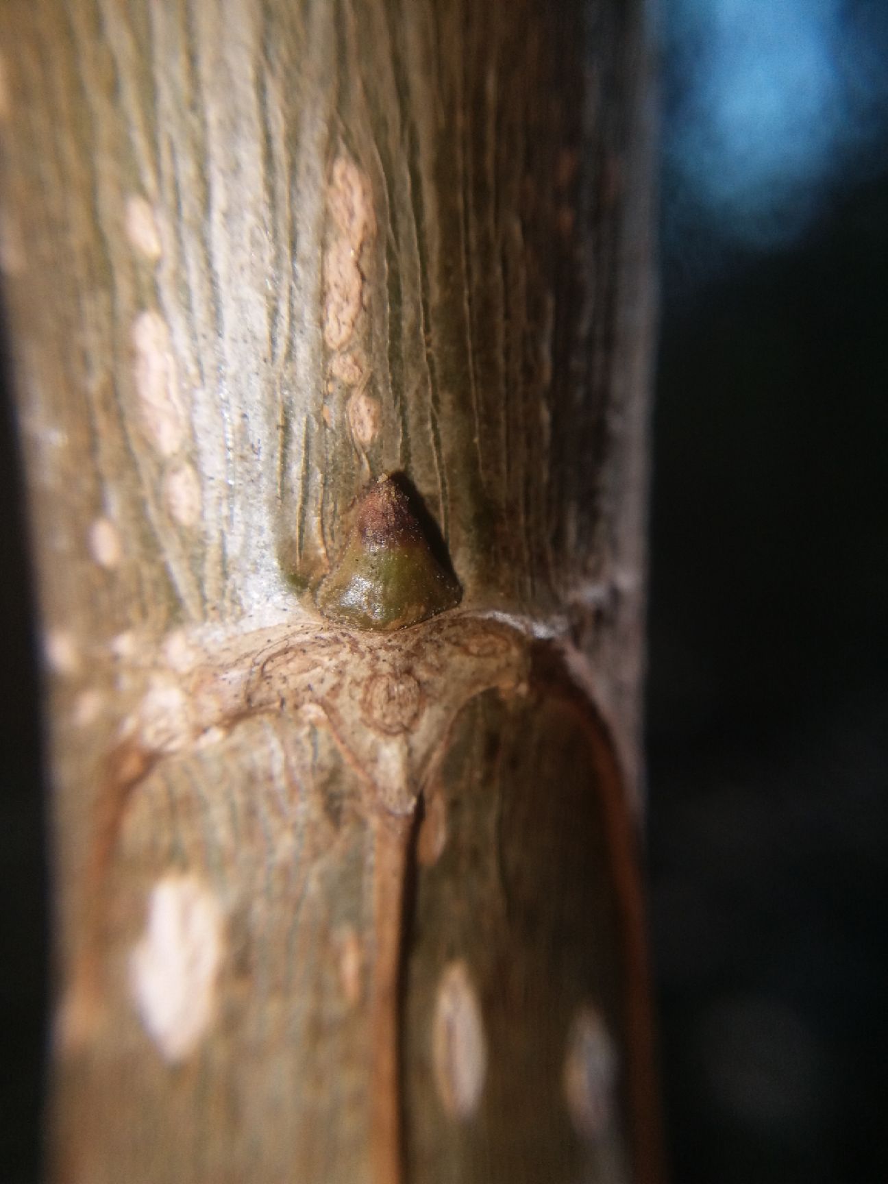 速生小城黑  杨树苗 小黑快杨树苗