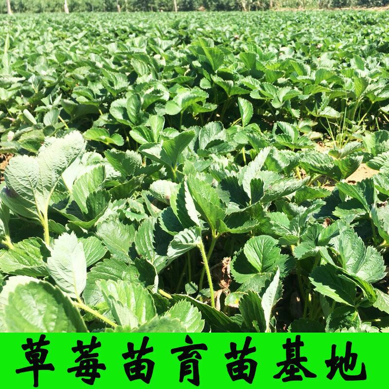  草莓苗脱毒牛奶草莓苗基地直供现挖现发，包成活包结果