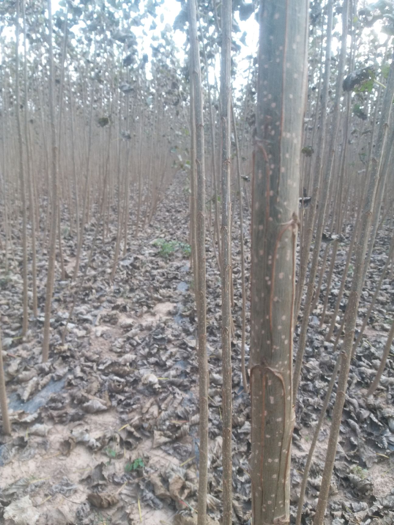 速生小城黑  杨树苗 小黑快杨树苗