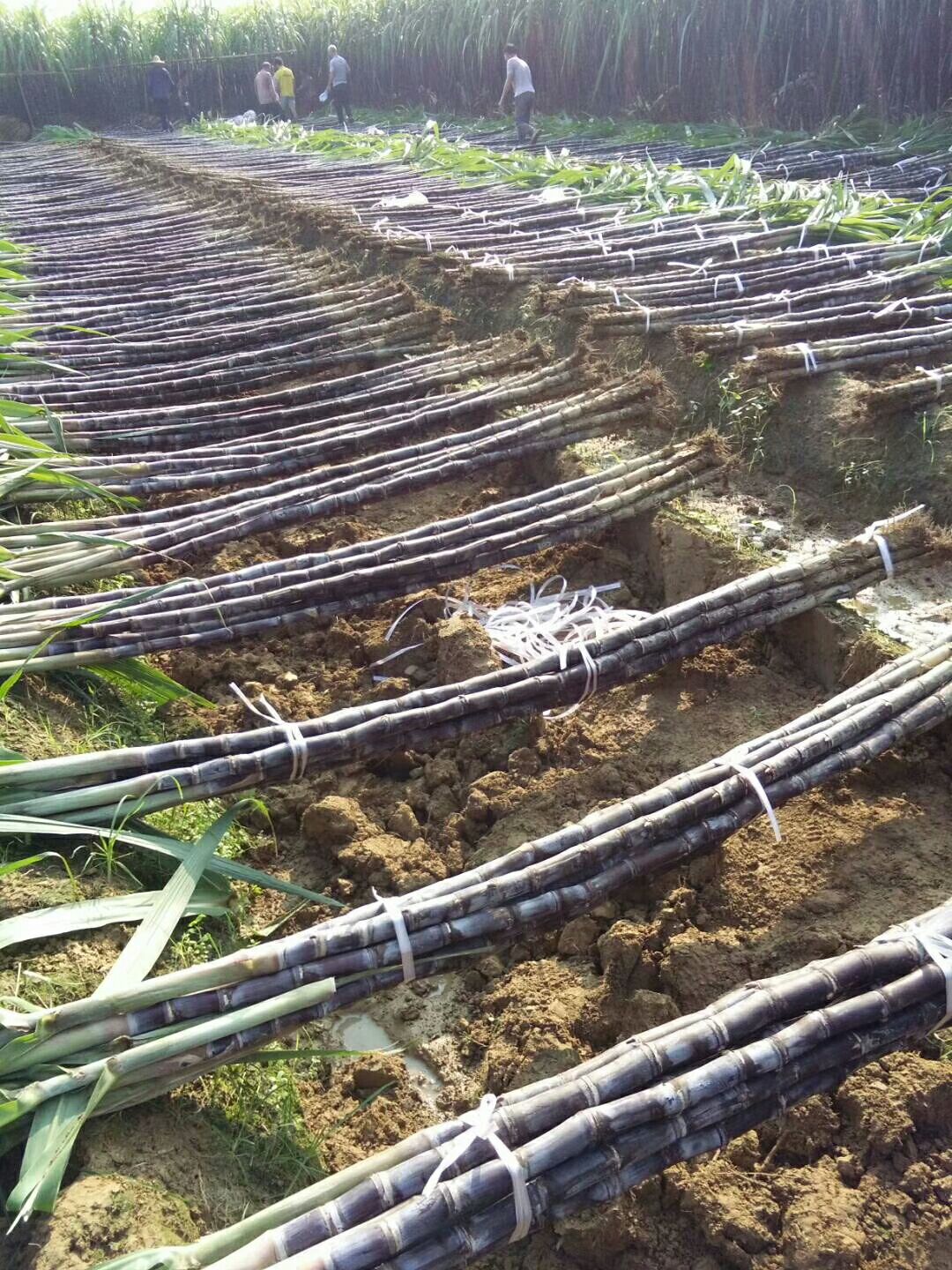 黑皮甘蔗 2.5 - 3m 5 - 6cm 