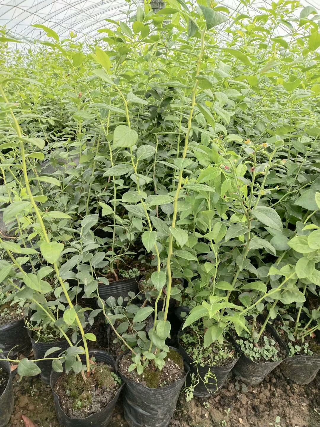 蓝丰蓝莓苗