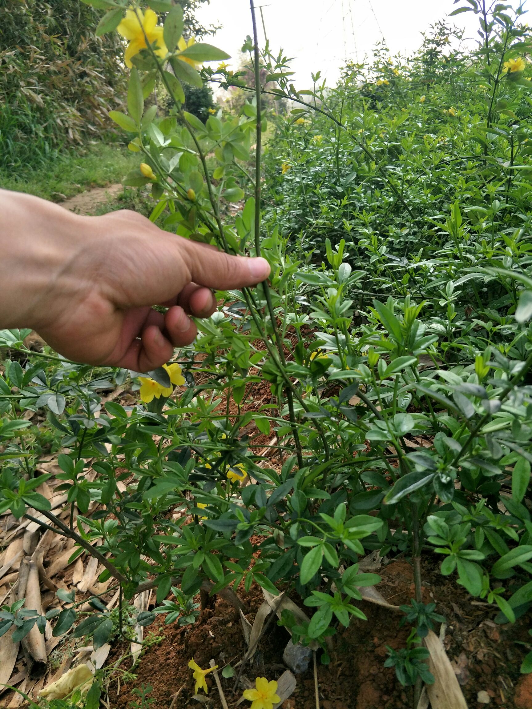 迎春花