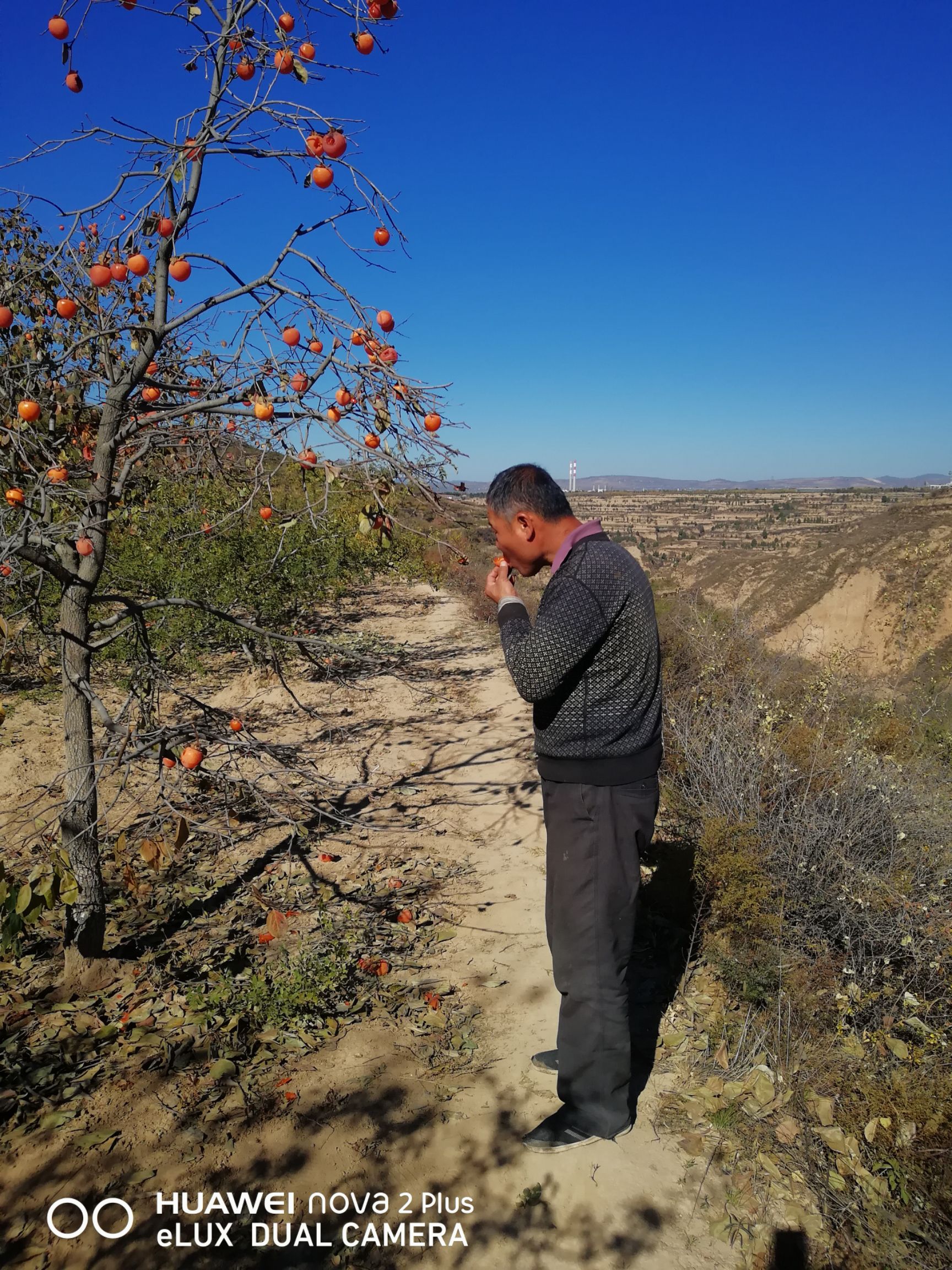 尖柿 3 - 4两以上