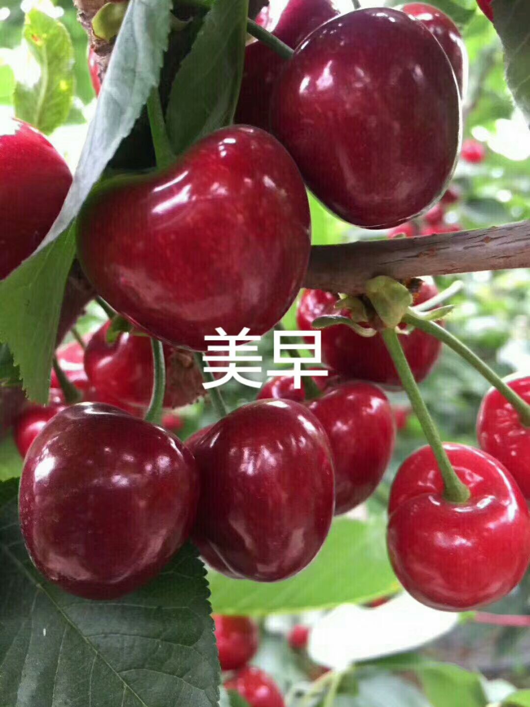 脱毒矮化樱桃苗