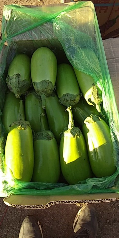 海城市灯泡绿茄子 辽宁海城精品灯泡绿茄