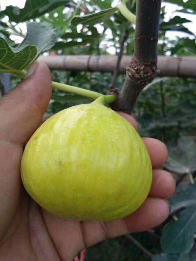 波姬红无花果苗  金奥芬，芭劳奈，当年结果，提供种植技