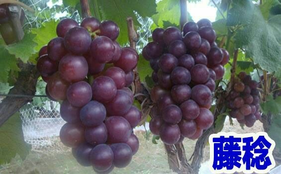 平邑县藤稔葡萄苗 包成活 包结果基地直供现挖现发