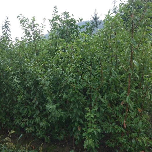 苍溪县青脆李苗  青脆李嫁接苗，自家种植，质量可靠。