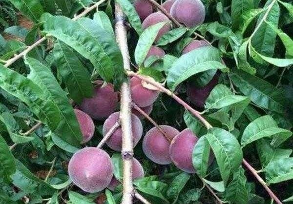 泰安黑桃苗 0.5~1米 
