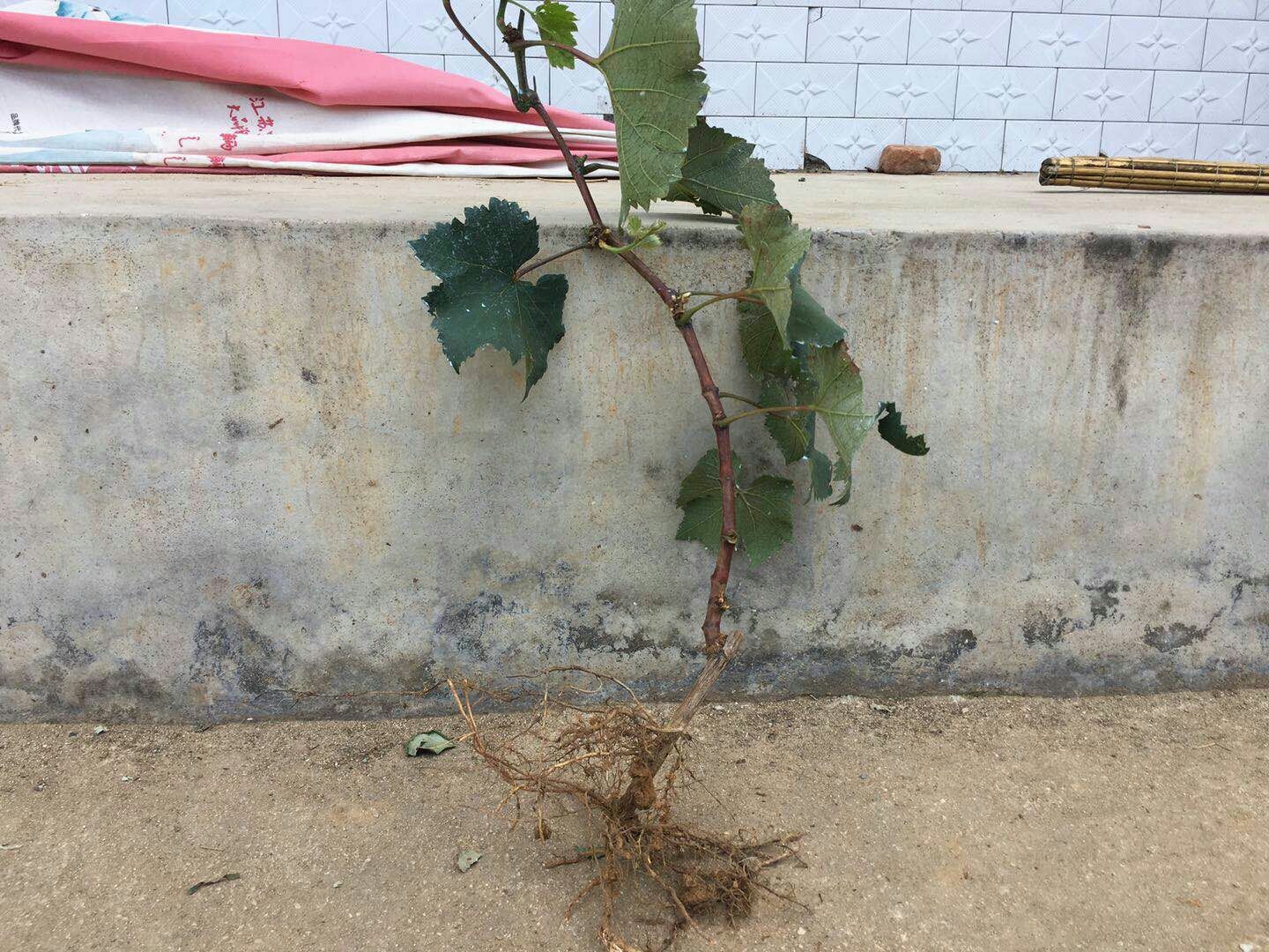  葡萄苗，阳光玫瑰葡萄苗当年结果现挖现发基地直供