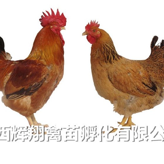 南宁良凤花鸡苗 统货