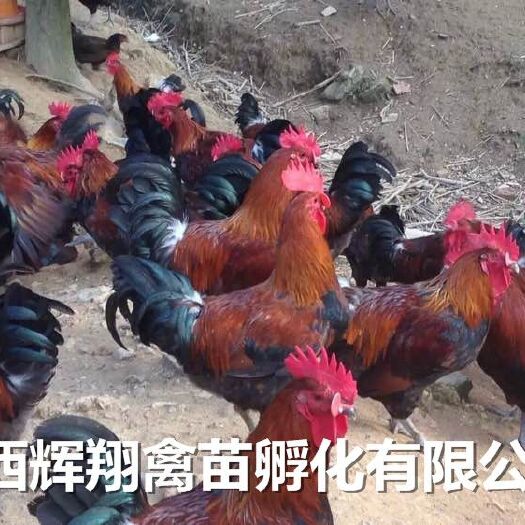 南宁血毛土鸡苗 统货