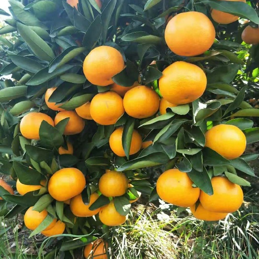 宜昌特早蜜桔 特早蜜橘 高山蜜橘 皮薄汁多