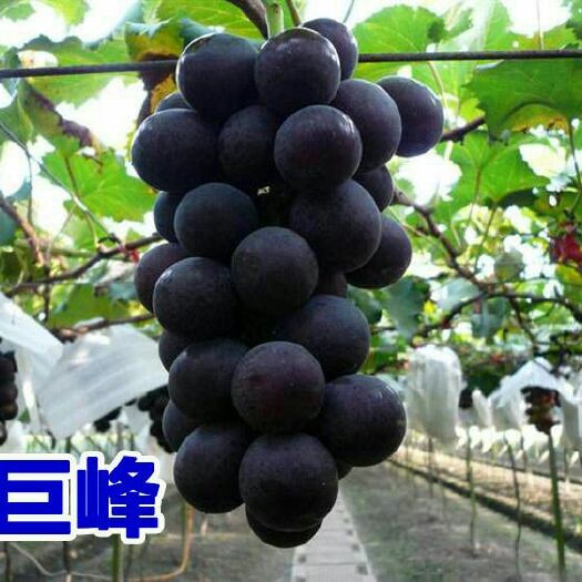 平邑县巨峰葡萄苗 包成活，包结果基地直供现挖现发