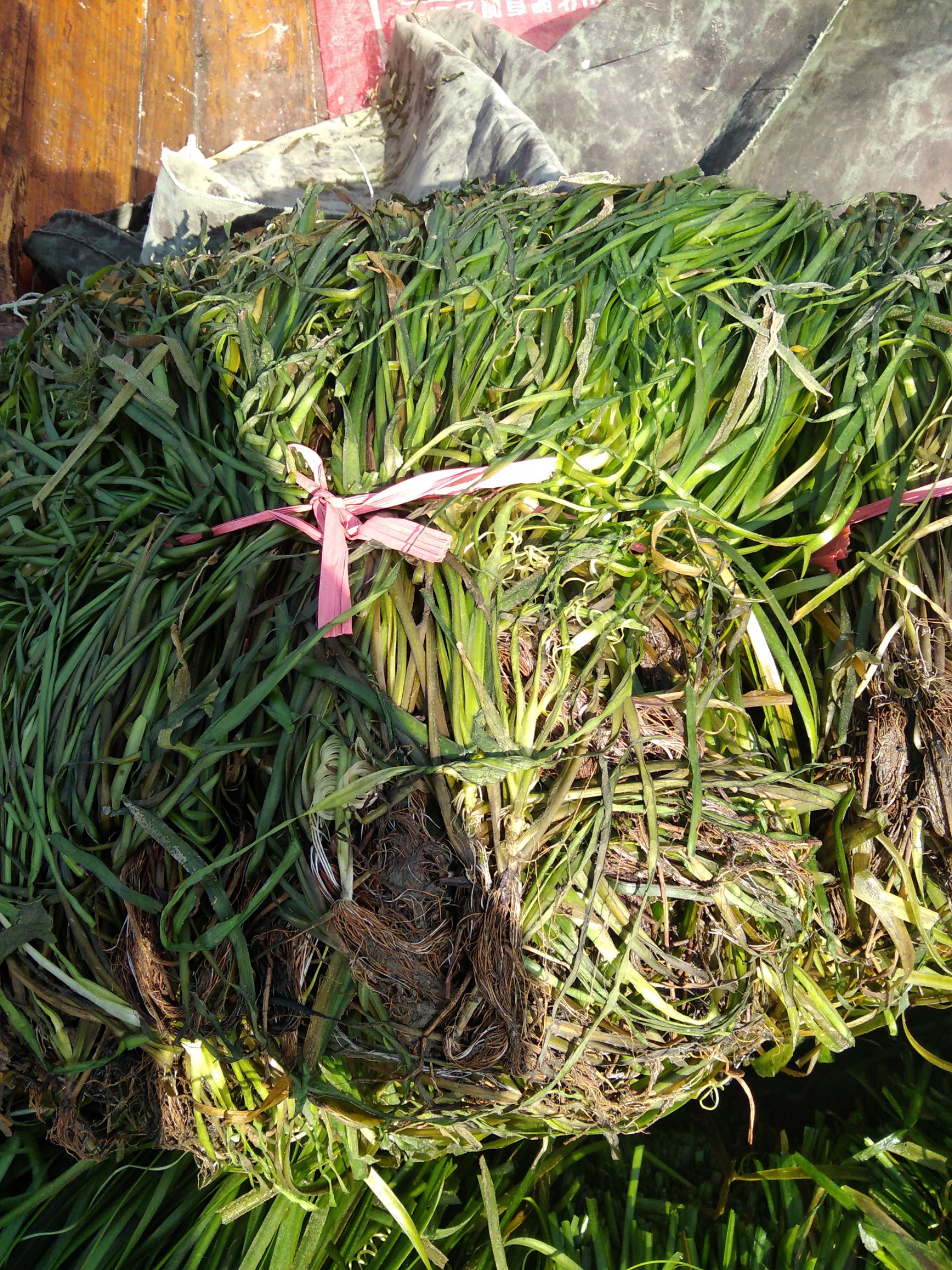 苦草