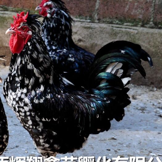 南宁贵妃鸡苗 统货