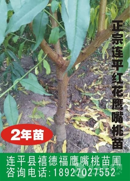 连平县鹰嘴蜜桃苗 1.5~2.0米