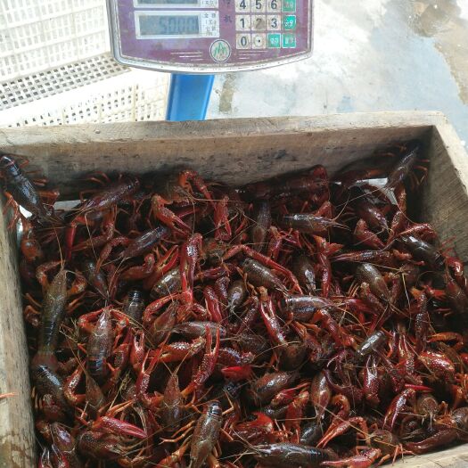 潜江市潜江小龙虾 人工养殖 6-8钱
