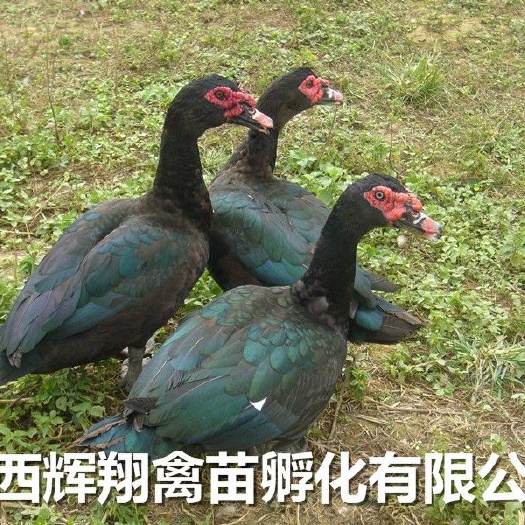 南宁番鸭苗