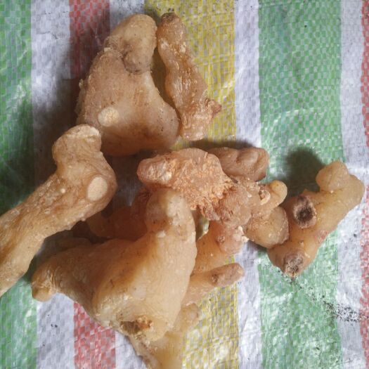 南部县姜形黄精 块