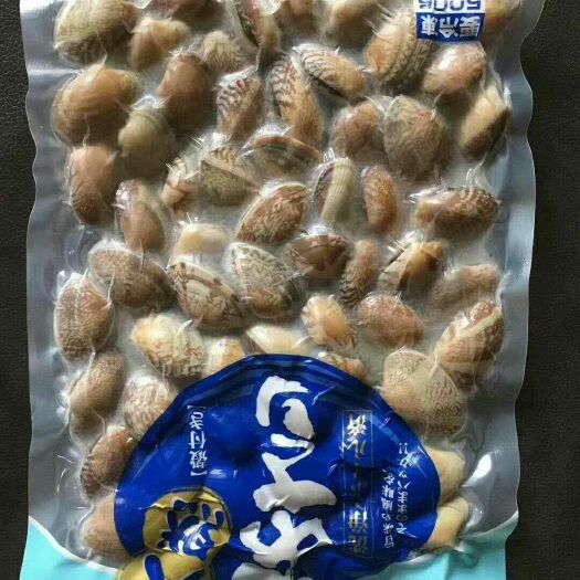 济南车螺 花蛤