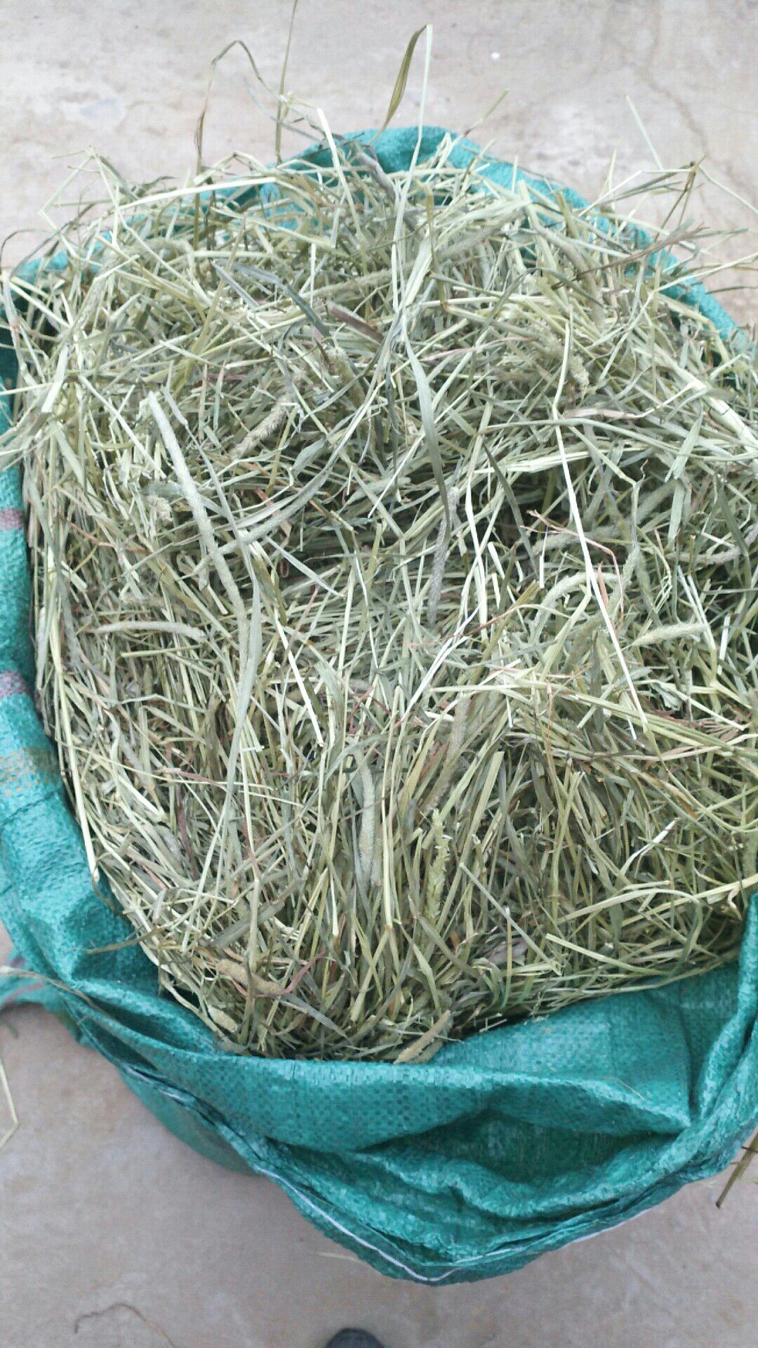 提摩西草 19特级优质干草兔兔龙猫荷兰猪主草多省包邮