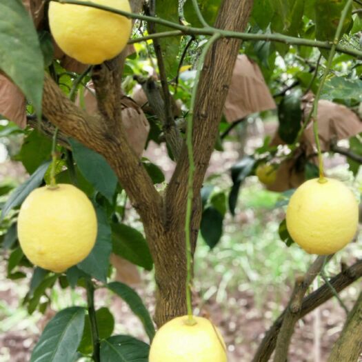 资中县黄柠檬 2.7 - 3.2两
