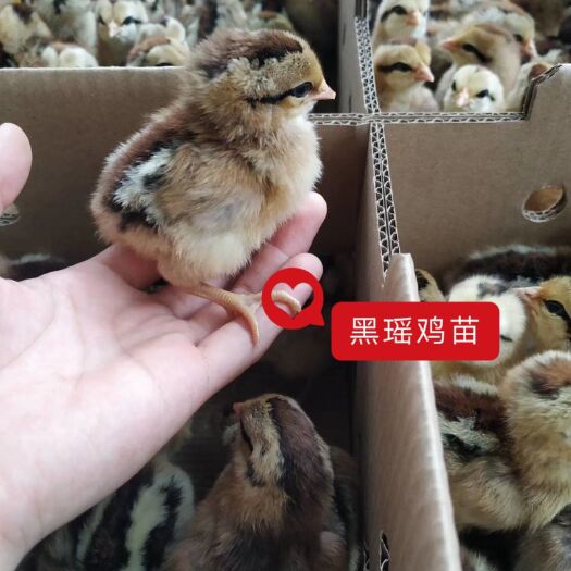 南宁黑瑶鸡苗 